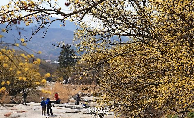 낮기온이 18도까지 오른 17일 산수유꽃 군락지인 전남 구례군 산동면 반곡마을에서 가벼운 옷차림의 상춘객들이 산유유 꽃길을 걸으며 봄을 한껏 즐기고 있다. [사진/구례군청 김인호씨 제공]