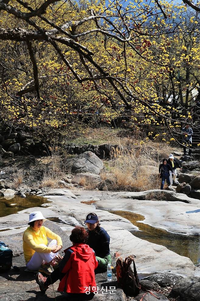 낮기온이 18도까지 오른 17일 산수유꽃 군락지인 전남 구례군 산동면 반곡마을에서 가벼운 옷차림의 상춘객들이 산유유 꽃길을 걸으며 봄을 한껏 즐기고 있다. [사진/구례군청 김인호씨 제공]
