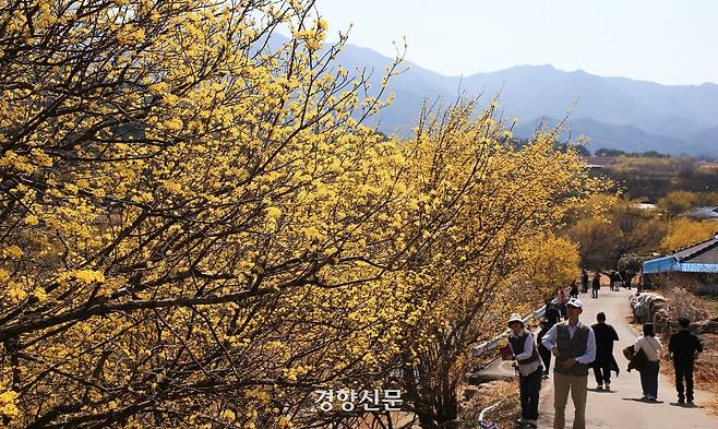 낮기온이 18도까지 오른 17일 산수유꽃 군락지인 전남 구례군 산동면 반곡마을에서 가벼운 옷차림의 상춘객들이 산유유 꽃길을 걸으며 봄을 한껏 즐기고 있다. [사진/구례군청 김인호씨 제공]