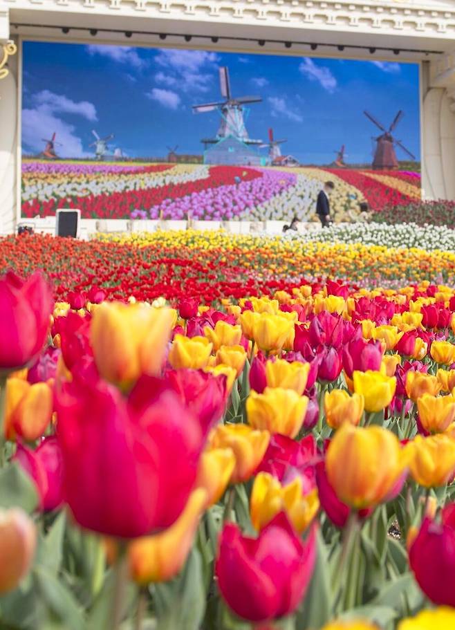 에버랜드 꽃길 걷다 네덜란드 꽃밭 속으로...