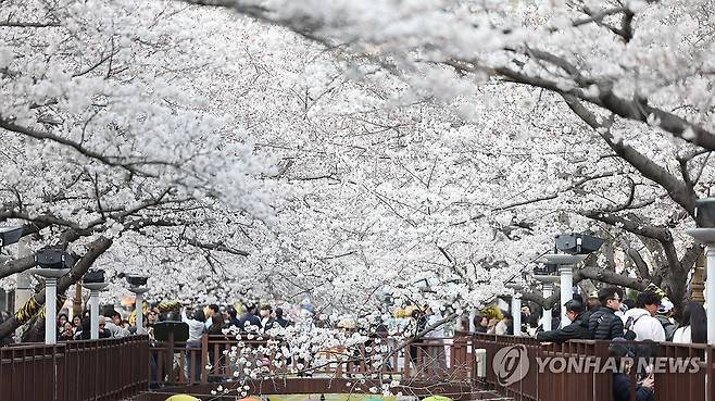진해 여좌천 벚꽃(지난해 4월 3일) [연합뉴스 자료사진]