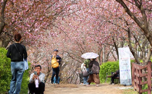 전주시 완산칠봉 꽃동산을 찾은 상춘객들이 활짝 핀 봄꽃을 관람하며 즐거운 시간을 보내고 있다. 전북일보 DB
