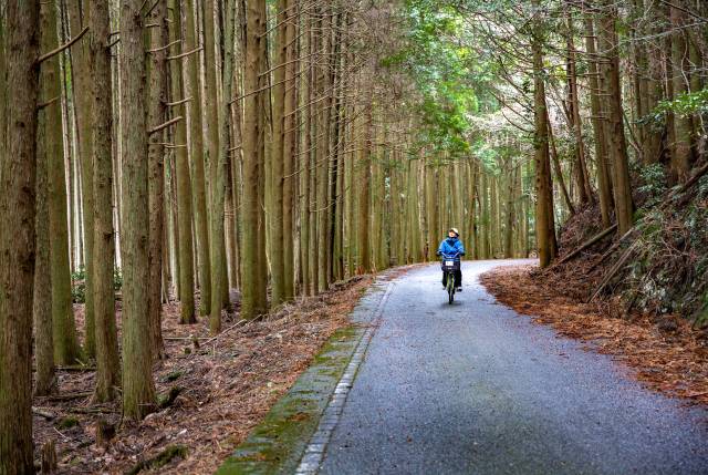 토키 삼나무숲. 상쾌한 숲 공기를 깊게 마시며 느릿느릿 여유를 만끽하기에 제격인 곳이다. 김도훈 기자
