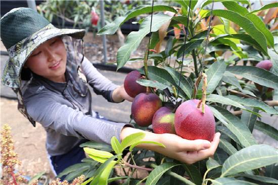 농촌진흥청은 시설 온실에서 망고를 재배할 때 온도를 다르게 관리해 수확 시기를 분산할 수 있는 표준 기술을 개발했다.사진은 망고를 재배하는 농가에서 과실을 내보이고 있다.사진=농촌진흥청
