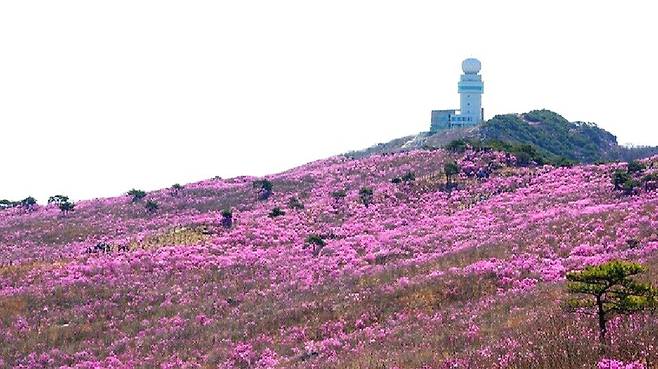 비슬산 정상 참꽃 군락지 전경(2024년).