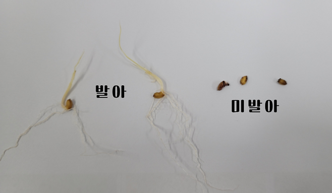 ▲ 벼 종자 '발아', '미발아' 모습. 상주시 농업기술센터 제공