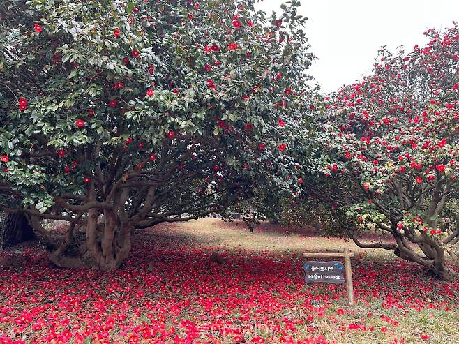 서천 마량리 동백나무 숲 / 사진-충남도