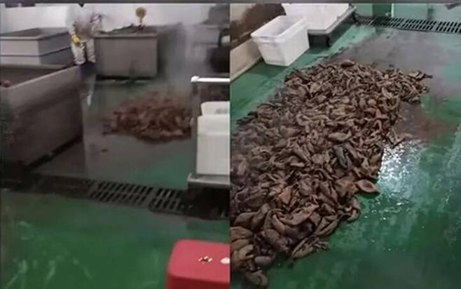 중국식품부에 공개된 영상에는 지저분한 작업장 바닥에 육류를 쌓아두는 등 비위생적인 제조 환경이 고스란히 담겼다. 사진=웨이보 갈무리