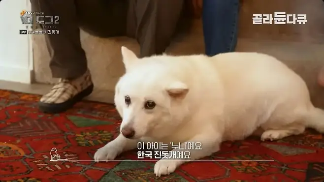 4.jpg 좀처럼 보기 어렵다는 살찐 진돗개
