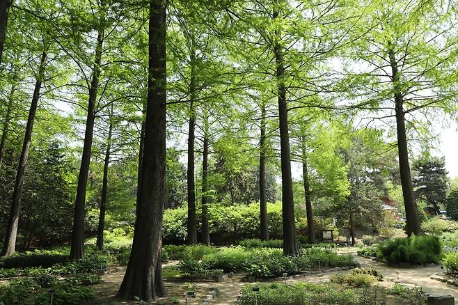 홍릉숲. 국립산림과학원 제공