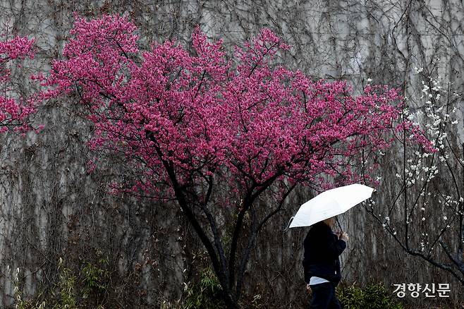 봄비가 내린 18일 서울 성동구 하동매실거리에서 한 시민이 우산을 쓴 채 산책하고 있다.  문재원 기자