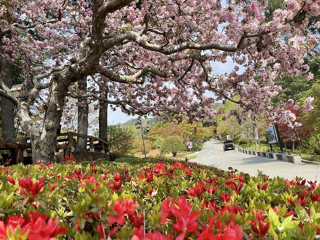 청남대 영춘제. 자료사진