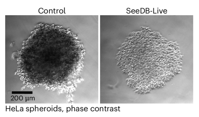 정상 세포(왼쪽)와 새로 개발한 투명화 시약을 처리한 세포. 네이처 메소드