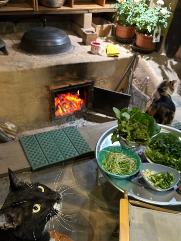 사진=야옹이네 제공