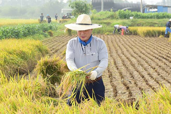 염규종 수원농협 조합장이 지역 정다미 품종 재배 농가에서 벼를 수확하고 있다. 사진=수원농협