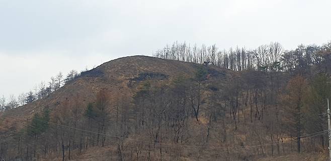 ▲ 산불로 고사된 나무를 제거한 정상 부근에서 중장비가 분주히 베어 낸 나무를 나르고 있다. 서충환 기자