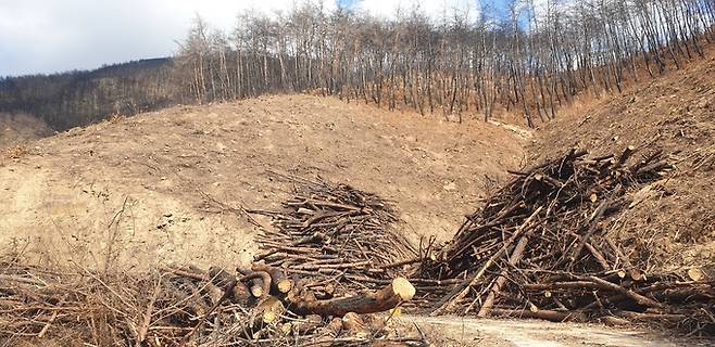 ▲ 지난해 봄 청송지역을 할퀴고 간 산불로 큰 피해를 입은 진보면의 한 야산에서 고사목을 제거하는 작업이 한창이다. 서충환 기자
