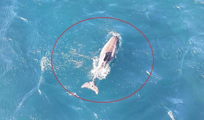 19일 오전 서귀포시 대정읍 무릉리 앞바다에서 발견된 새끼 돌고래 '쌘돌이'가 유영하는 모습. 사진 제공= 다큐제주, 제주대학교 고래·해양생물보전연구센터