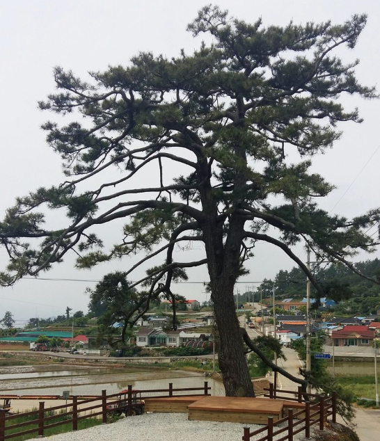 원교 이광사가 250여년 전 완도 신지도 금곡마을에서 유배생활을 하던 중 심었다고 전해지는 소나무. 이 소나무는 지난 2015년 완도군으로부터 보호수로 지정됐다. 전남 완도군 제공