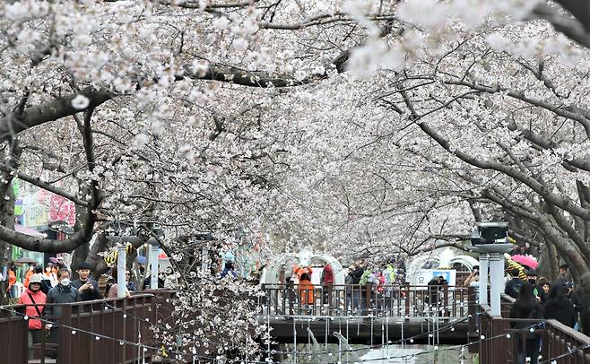 국내 최대 벚꽃축제인 진해군항제가 경남 창원시 진해구 여좌천 일대에서 오는 28일부터 4월 6일까지 열린다. 지난 2023년 3월 전경. /조선일보DB