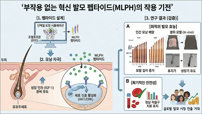 새로 개발한 MLPH 펩타이드가 모낭 세포에 작용해 모발을 자라게 하는 원리와 부작용 없음을 실험으로 확인한 결과를 보여주는 도식. DGIST 제공