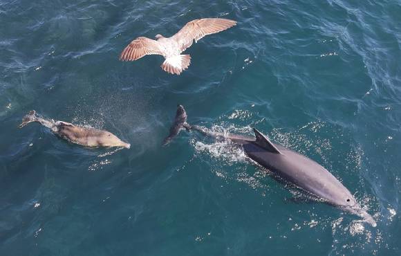 19일 오전 제주 서귀포시 대정읍 앞바다에서 폐어구에 몸이 감겨 등지느러미를 잃은 새끼 남방큰돌고래 '쌘돌이'(왼쪽)가 유영하고 있다. [사진=연합뉴스]