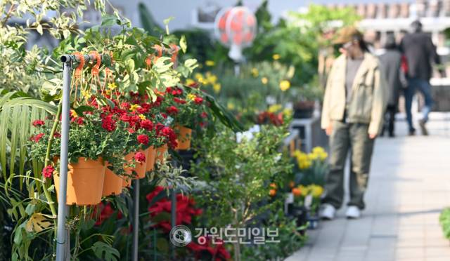 ▲ 포근한 봄 날씨를 보인 17일 춘천 사농동의 나무시장에서 시민들이 다양한 묘목을 살펴보고 있다. 방도겸 기자