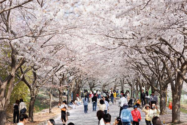 제3회 고창 벚꽃 축제 모습. 고창군 제공
