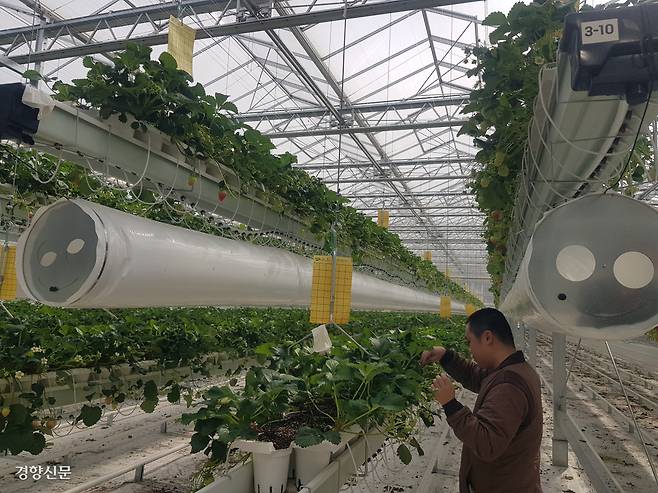 지난 16일 강원 양구군 해안면 이현리에 있는 ‘지역특화 임대형 스마트팜’ 온실에서 김재현씨가 딸기의 생육 상태를 살펴보고 있다.