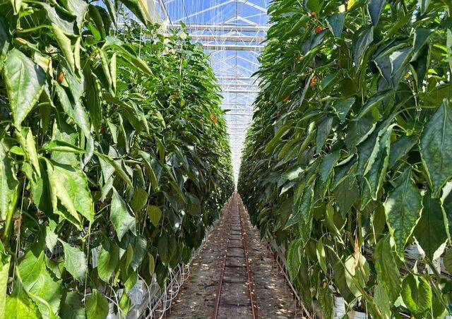 지난 3일 전남 영암군 파프리카 농장 ‘해담토’의 유리온실 내부에 씨없는 파프리카 작물이 자라고 있다. 이 온실에는 온도와 습도, 일조량을 조절하는 시스템이 갖춰져 있다. 씨없는 파프리카를 4년째 개발 중인 박민수 대표는 “씨가 없어 꼭지만 따면 한입에 먹을 수 있다”며 “가장 신선할 때 원물 그대로 먹으면 영양과 맛을 모두 느낄 수 있다”고 말했다. 이마트 제공