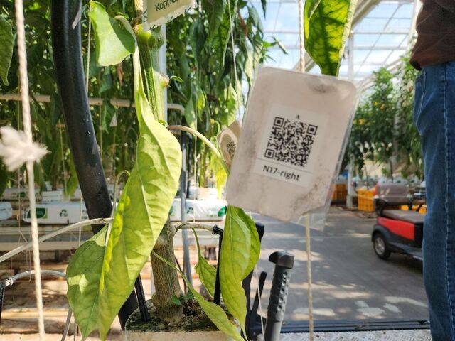 재배 라인마다 부착된 QR 코드. 이를 통해 작업 구간을 확인한다. 아래 사진은 파프리카를 실은 카트가 농장에서 선별장으로 자동 이동하고 있는 모습. 영암=김승연 기자