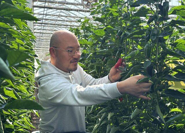 전남 영암군 파프리카 농장 해담토 유리온실에서 박민수 대표가 씨 없는 파프리카를 들어 보이고 있다. 이마트 제공