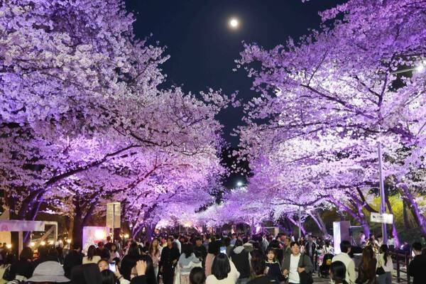 지난해 렛츠런파크 서울 야간 벚꽃축제 현장. 한국마사회 제공