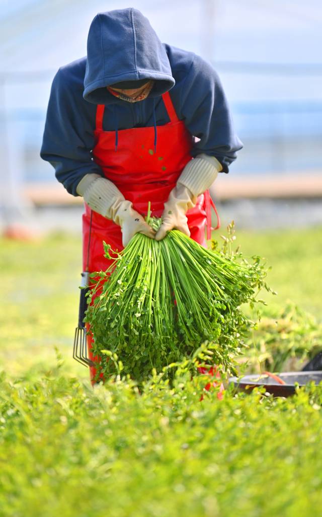 나주 노안의 미나리농장에서 미나리를 수확하는 모습. 물이 허벅지까지 차는 비닐하우스 안에서 미나리를 베어낸 뒤 가지런히 정돈해가며 수확한다.