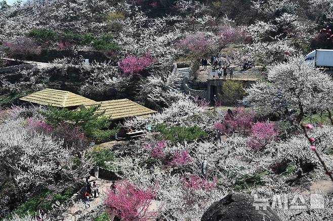 [광양=뉴시스] 이현행 기자 = 봄의 시작을 알리는 절기상 춘분(春分)을 하루 앞둔 19일 전남 광양시 다압면 매화마을에 매화가 만개해 있다. 2026.03.19. lhh@newsis.com
