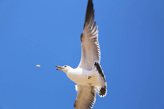 스마트이미지 제공