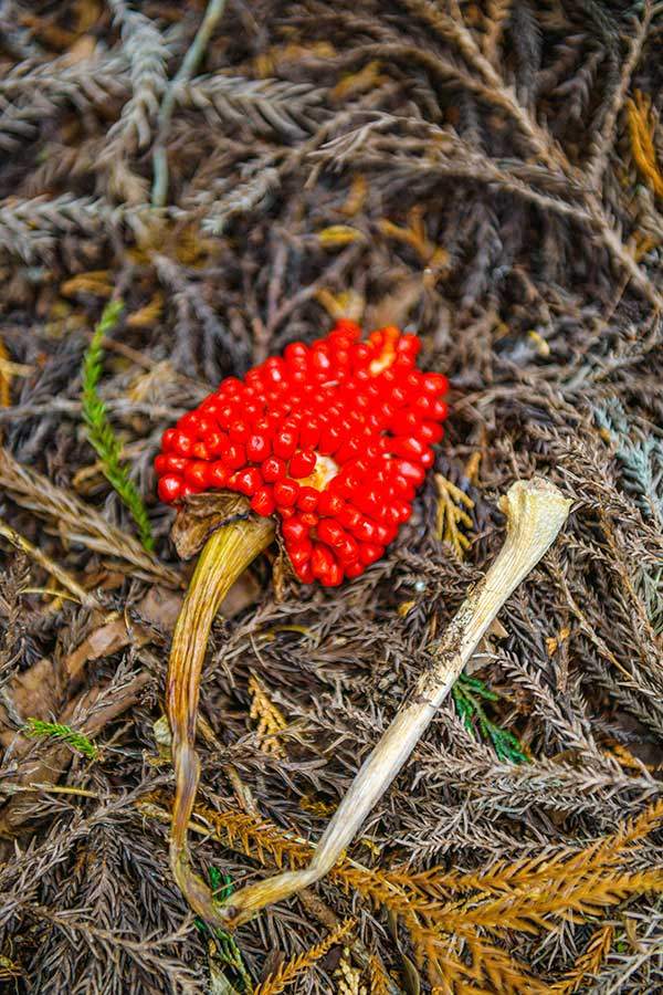 섬천남성 열매. 독성이 강해서 손을 대면 안 된다.