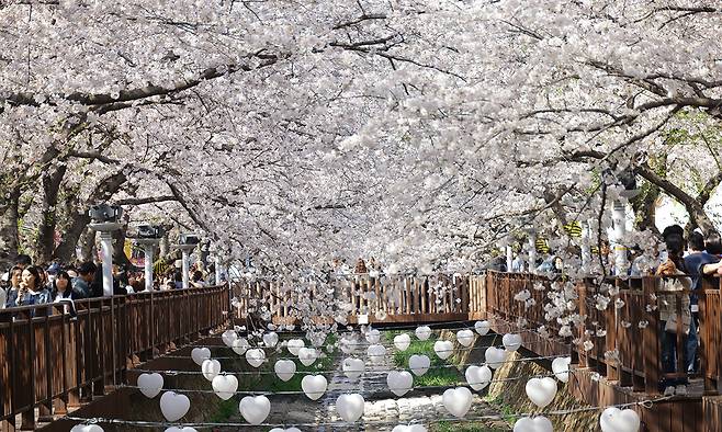 진해군항제 기간에 여좌천 로망스 다리 주변 만개한 벚나무를 보며 시민들이 걷고 있다. 창원시 제공