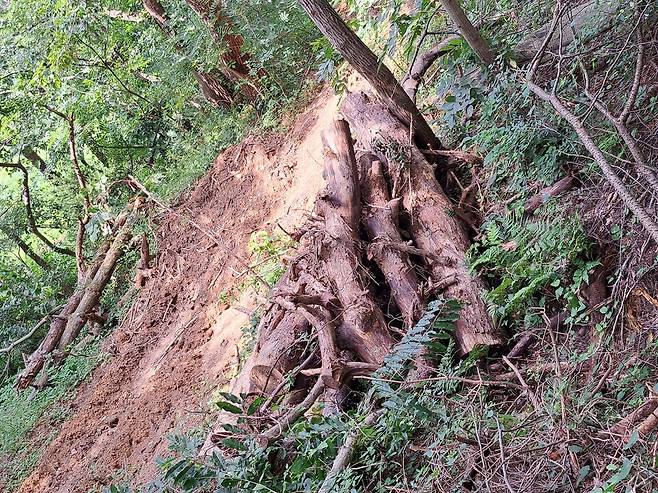 경주지역의 한 야산에 번진 재선충으로 소나무가 벌채된 자리가 복원되지 않아 산사태가 발생한 모습 ⓒ시사저널 이승표