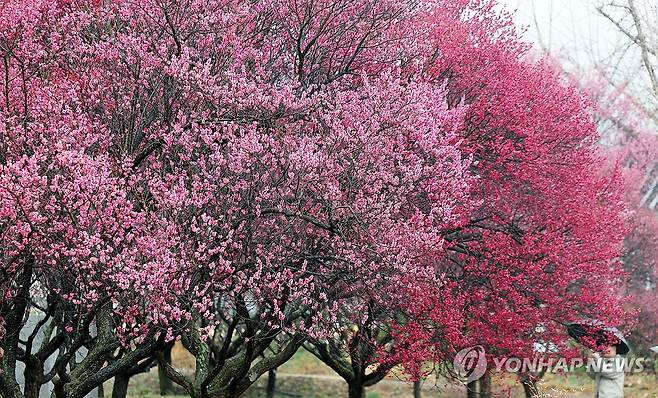 '활짝 핀 봄' (대구=연합뉴스) 김현태 기자 = 전국 곳곳에 봄비가 내린 18일 대구 달성군 화원읍 남평문씨본리세거지에 홍매화가 만개해 있다. 2026.3.18 mtkht@yna.co.kr