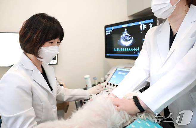 솔동물의료센터가 개원 10주년을 맞아 새단장을 했다(동물병원 제공). ⓒ 뉴스1