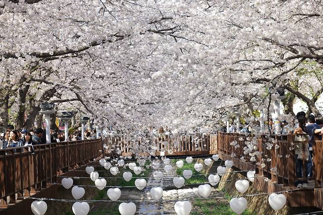지난해 열린 경남 창원시 진해군항제 모습. 올해는 오는 27일부터 내달 5일까지 ‘봄의 시작’을 주제로 열린다. /창원시
