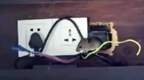 중국 하이난 고급 리조트에 쥐 출몰 [홍콩 성도일보 캡처]