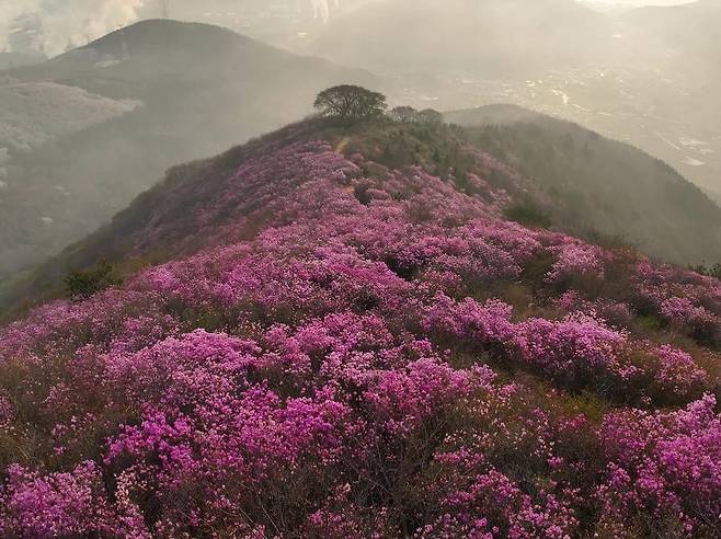여수 영취산 진달래 축제 자료 사진