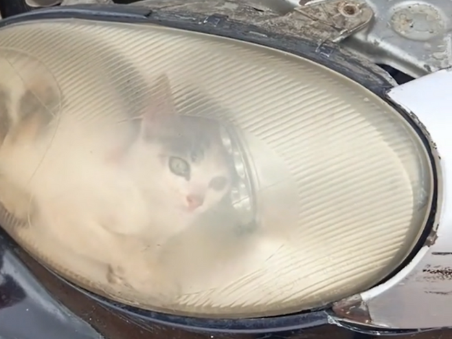 /사진=틱톡(franciscosantella0)