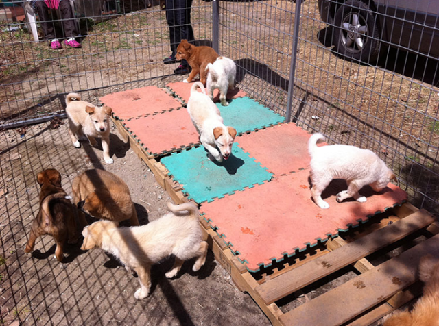 구조된 강아지들은 다른 새끼 강아지들과 함께 동물자유연대의 보호를 받았지만, 당시 보호소가 완공되기 전이라 위탁처에서 보호를 받아야 했다. 동물자유연대 제공