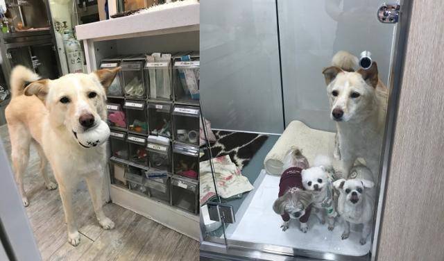 봉은이는 2021년 십자인대 파열 수술을 계기로 박 원장과 재회했다. 이후 박 원장은 동물자유연대와의 협의를 거쳐 봉은이를 영구 임시보호하기로 했다. 박정윤 올리브동물병원장 제공