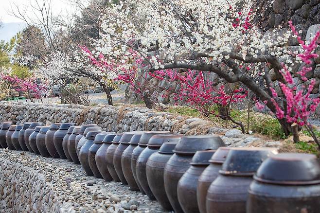 광양은 국내 최다 매실 생산지다. 돌담과 항아리, 매화가 어우러진 모습.