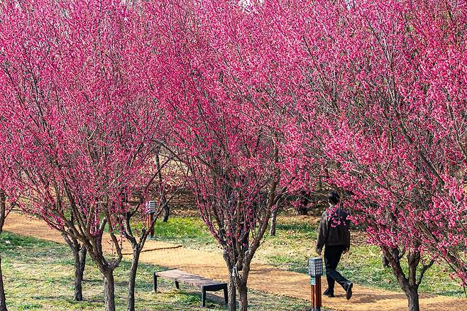 구례 섬진강 수달생태공원에는 홍매화가 흐드러졌다.