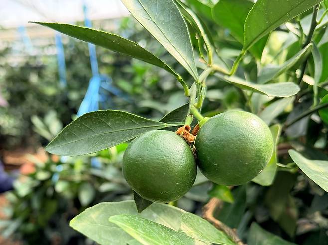 17일 오전 서귀포시 안덕면의 한 감귤 농가에서 5월 수확을 목표로 자라는 중인 하우스 감귤. 최충일 기자